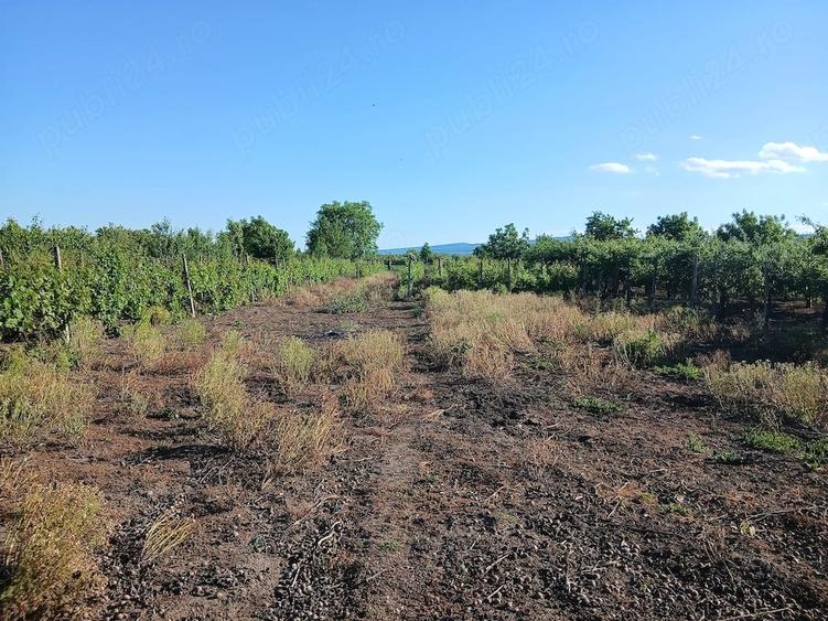 Teren de 2000 mp, în Bolotești