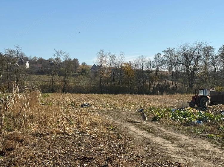 Casă cu Teren 3400 Mp în Arbore
