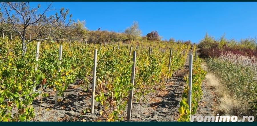 Teren de 1700 mp, în Vispești