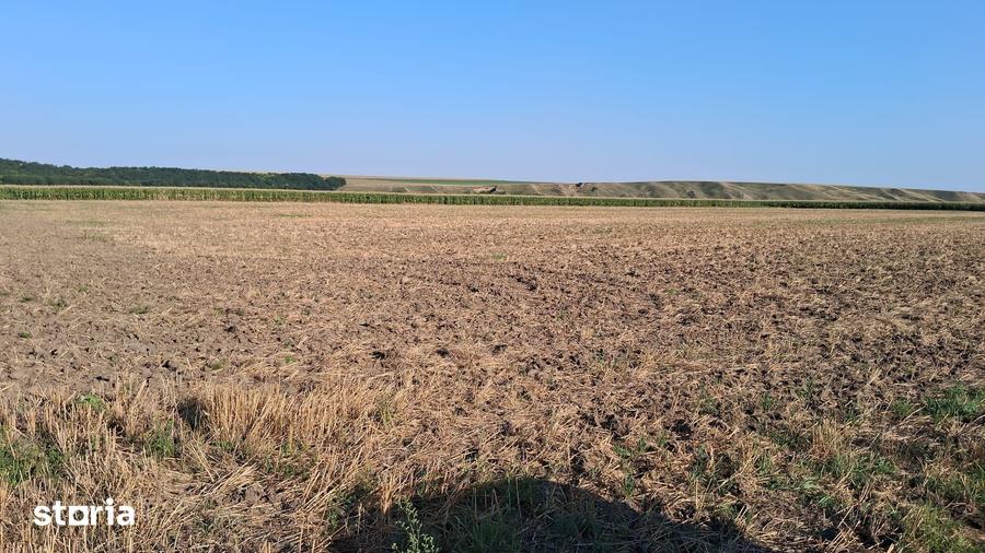 Teren de 28500 mp, în Dumbrava