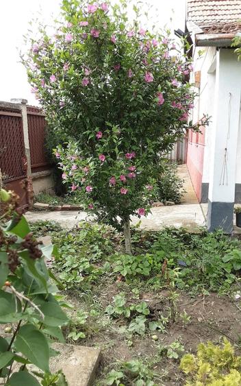Casă cu 2 camere cu Teren 2700 Mp în Central
