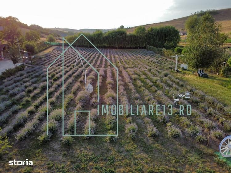 Domeniu, Afacere de vanzare, Sebes, Alba, balta pescuit, ferma lavanda - 10
