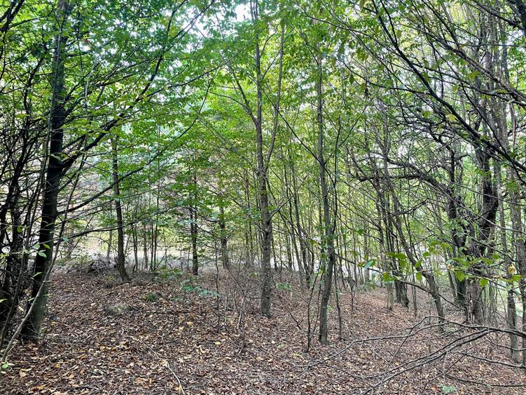 Teren Construcții intravilan de 2000 mp, în Nord-Vest
