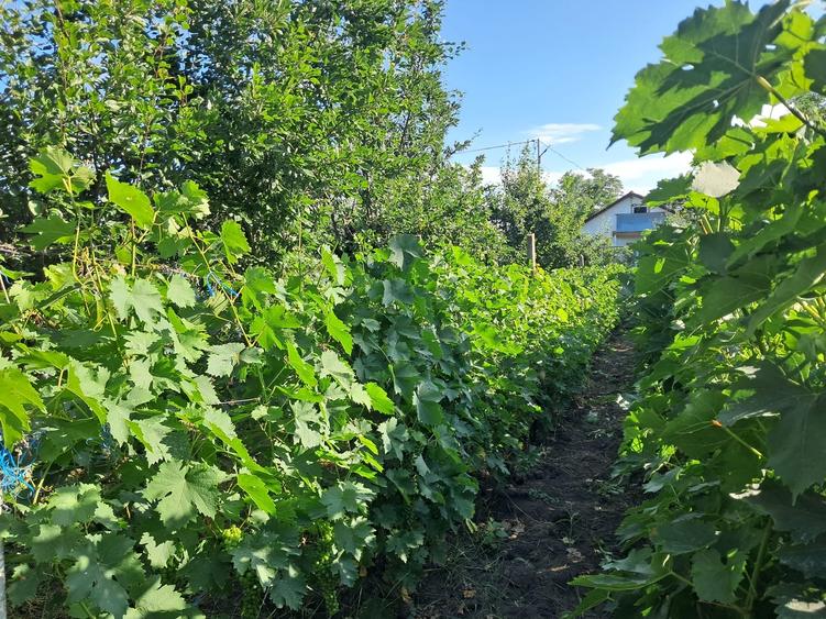 Casă individuală cu 3 camere cu Canalizare în Cuculeasa