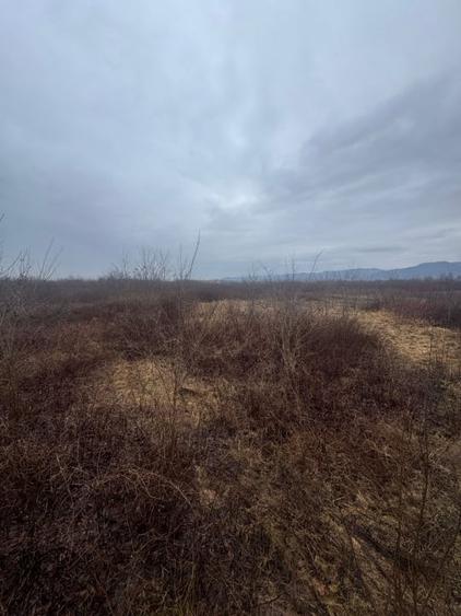 Teren Construcții extravilan de 8200 mp, în Tăuții-Măgherăuș