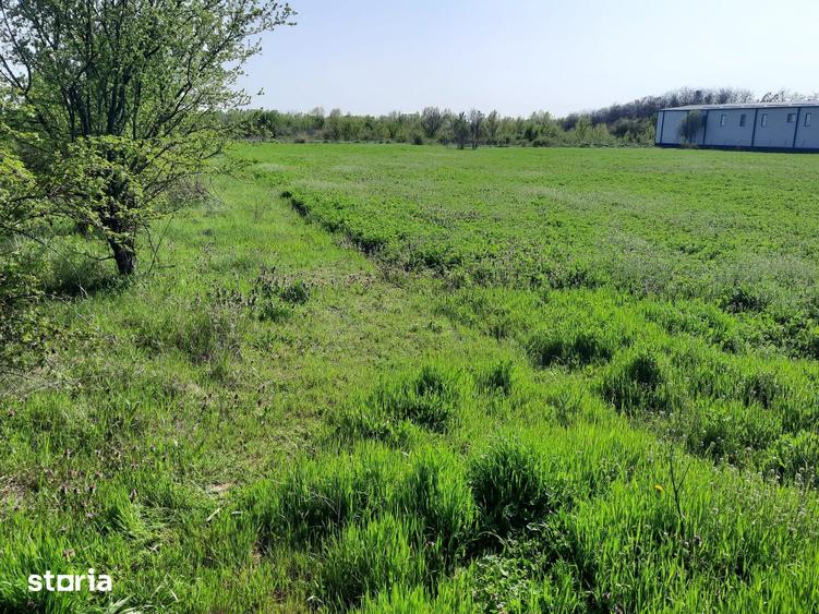 Teren de 4600 mp, în Joița