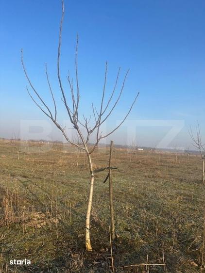 Teren de 405000 mp, în Ivești