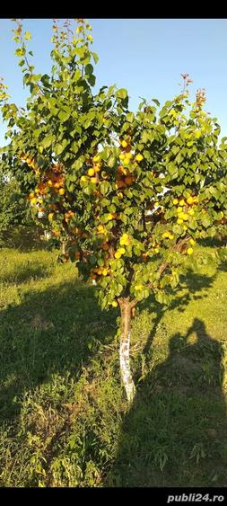 Teren de 2850 mp, în Central