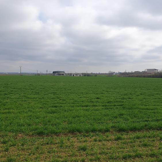 Teren agricol intravilan de 4500 mp, în Tâncăbești