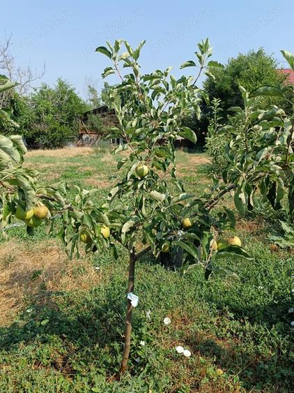 Teren intravilan de vanzare in Uzunu - 9