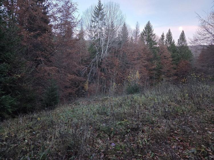 Teren de 1000 mp, în Sucevița