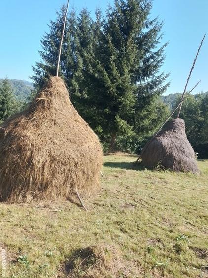 Teren de 10000 mp, în Avram Iancu