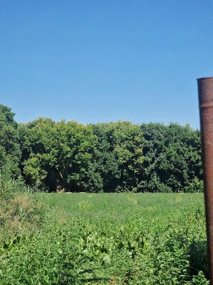 Teren de 5100 mp, în Pătlăgeanca