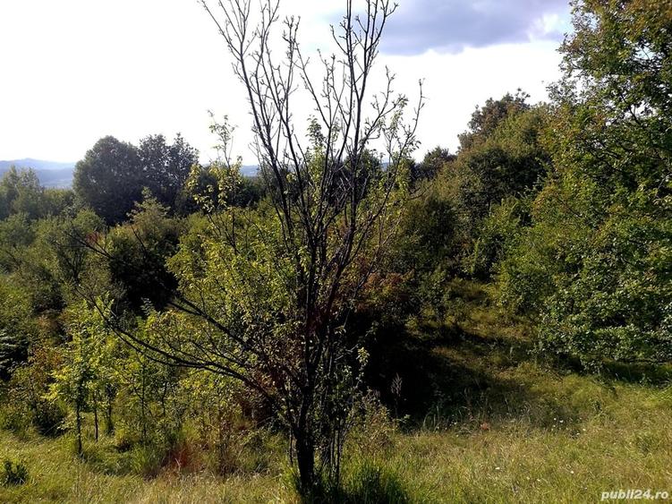 Teren în Central