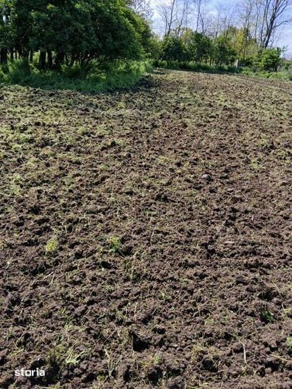 Teren de 2250 mp, în Bărăganu
