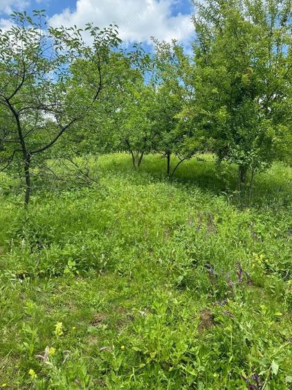 Teren de 5600 mp, în Vărbila