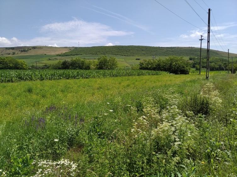 Teren Construcții intravilan de 6600 mp, în Mărășești