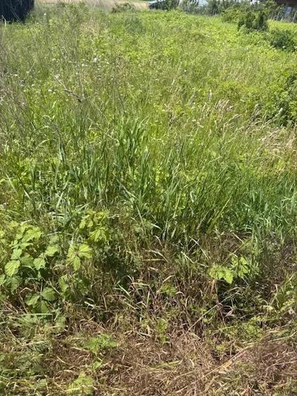 Teren de 5000 mp, în Valea Lupului