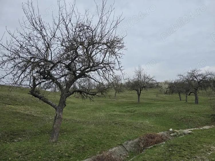 Teren de 9130 mp, în Jiblea Veche