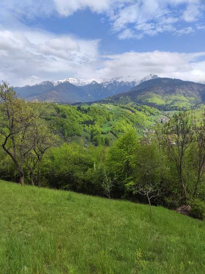 Teren de 9862 mp, în Șimon