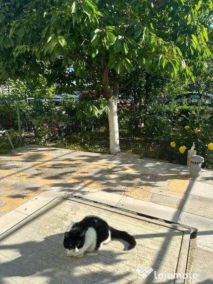 Apartament cu 5 camere semidecomandat în Vidra