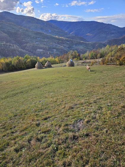 Teren de 10524 mp, în Plopi