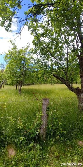 Teren de 7000 mp, în Tănăsești