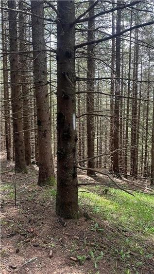 Teren agricol intravilan de 1400 mp, în Păltiniș