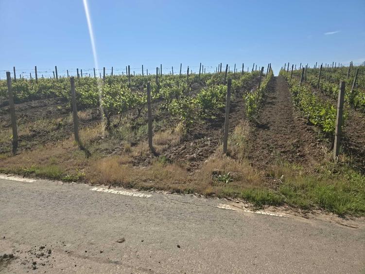 Teren de 9265 mp, în Dumbrăveni