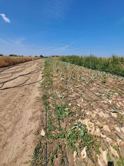 Teren agricol intravilan de 2470 mp, în Copăceni