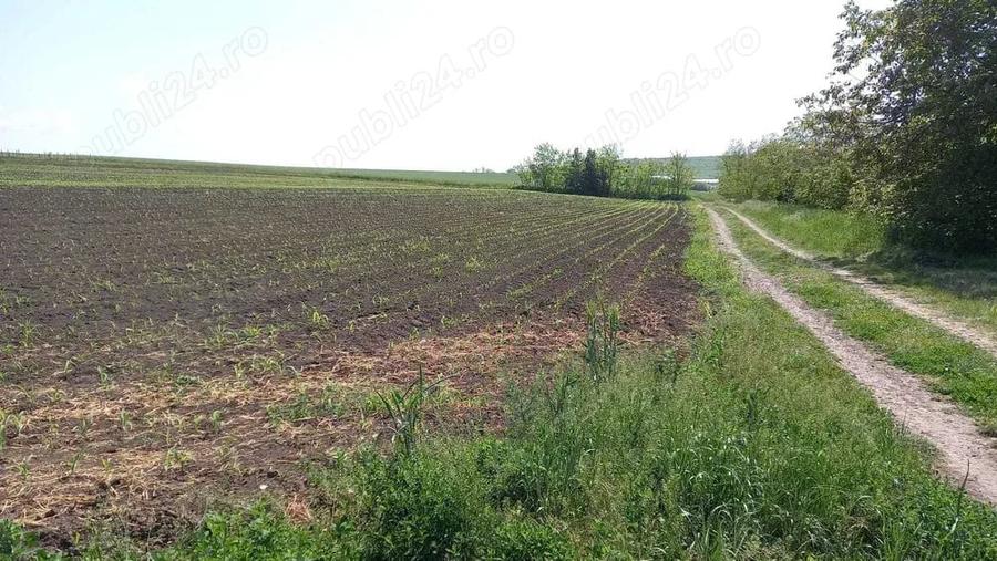 Teren de 2580 mp, în Potângeni