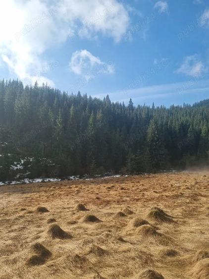 Teren de 40000 mp, în Poiana Horea