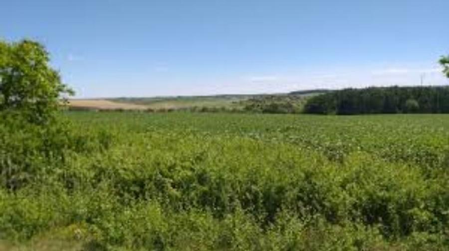 9,6 ha teren agricol la Bralostita judetul Dolj - 1