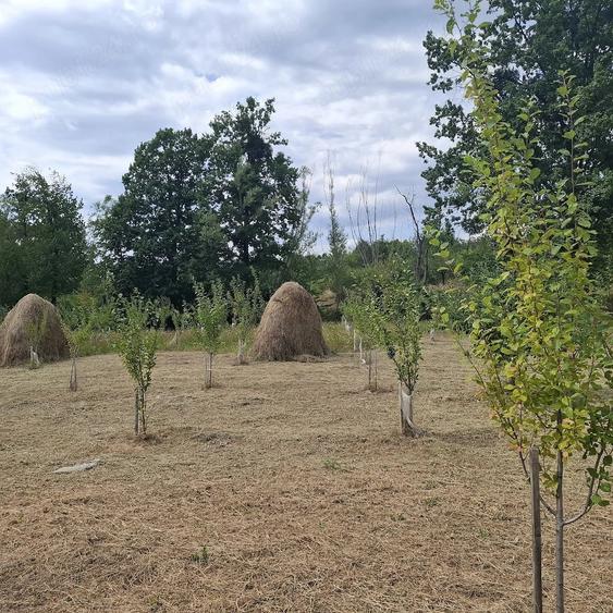 Teren de 7500 mp, în Cărpeniș