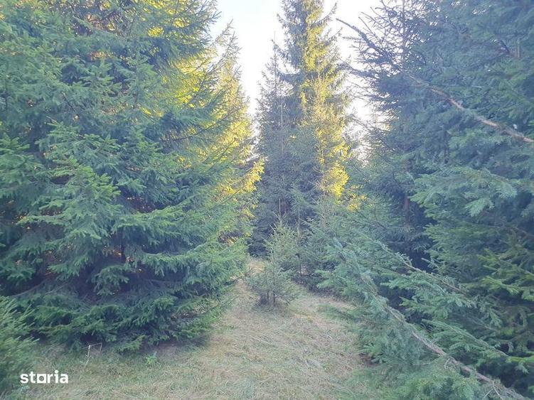 Teren de 162000 mp, în Sărmaș