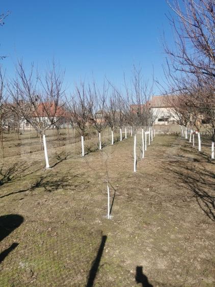 Casă individuală cu 6 camere cu Canalizare în Variaș