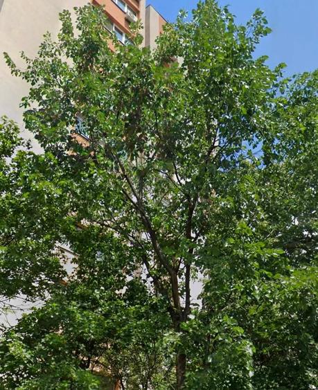 Apartament cu 3 camere decomandat în Dristor