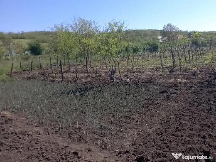 Teren de 2500 mp, în Trestiana