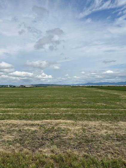 Teren agricol extravilan de 10000 mp, în Hălchiu