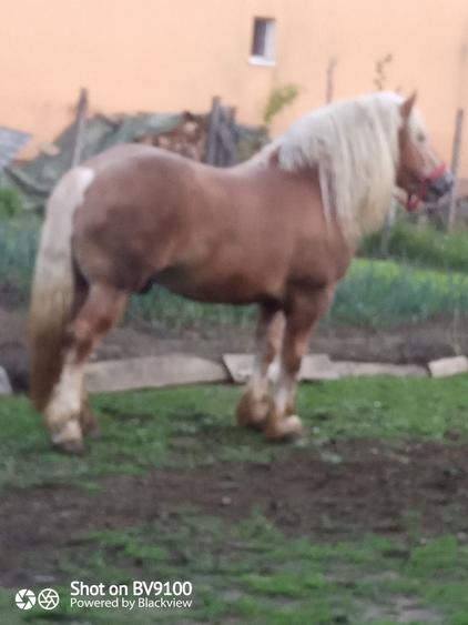 Apartament în Rebra