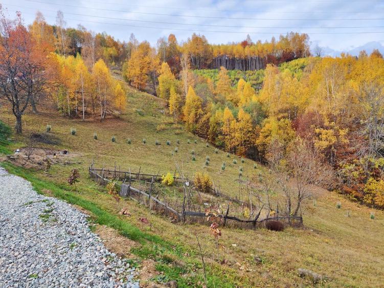 Teren de 9862 mp, în Șimon