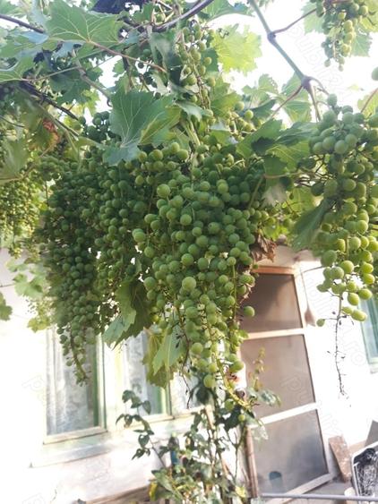 Casă cu 4 camere în Moroda