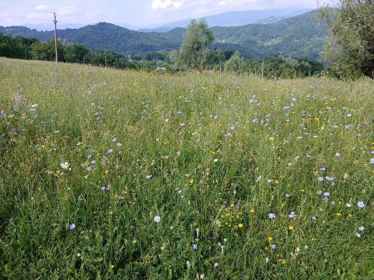 Casă cu 3 camere în Vâlcani