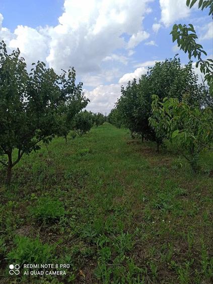 Teren de 3260 mp, în Miersig