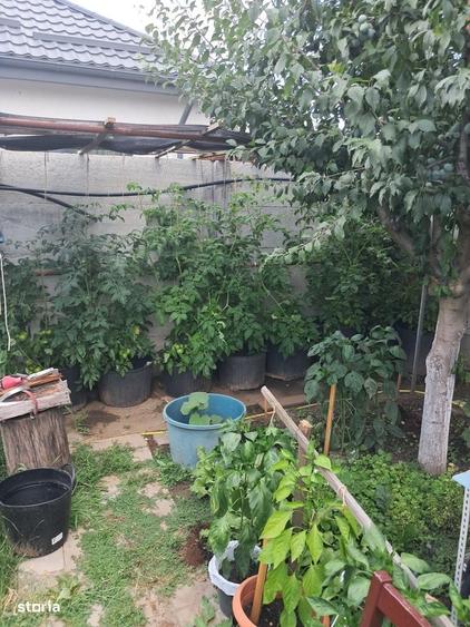 Casa Deosebita pe Structura de Lemn Domnesti Zona Teghes | padure - 16