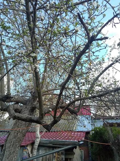 Vand casa in Ilidia - 3
