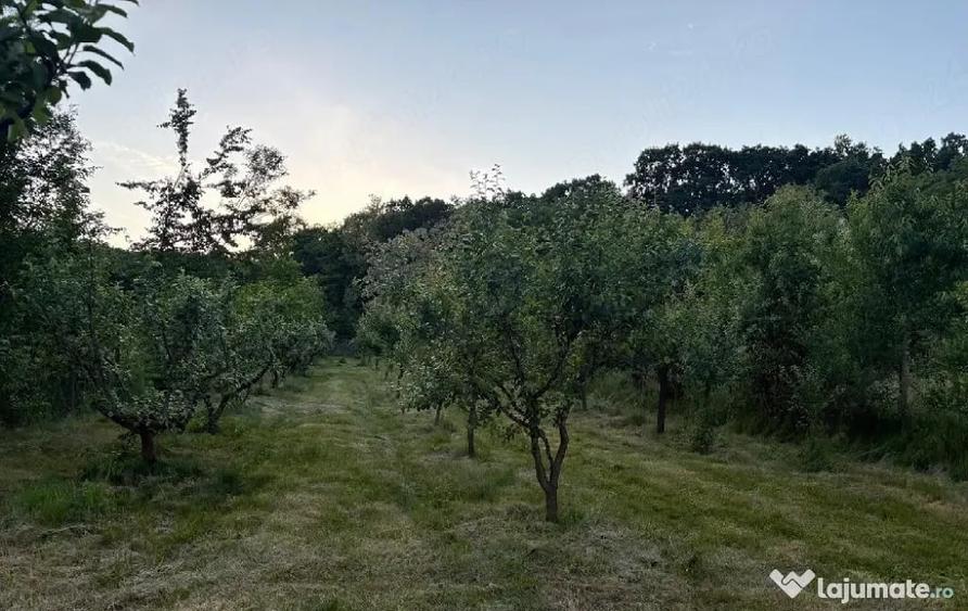 Teren de 5000 mp, în Central