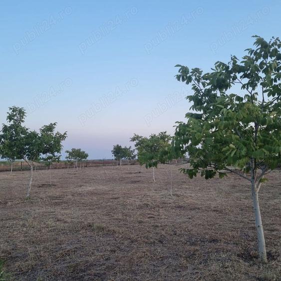 Teren de 10000 mp, în Livada