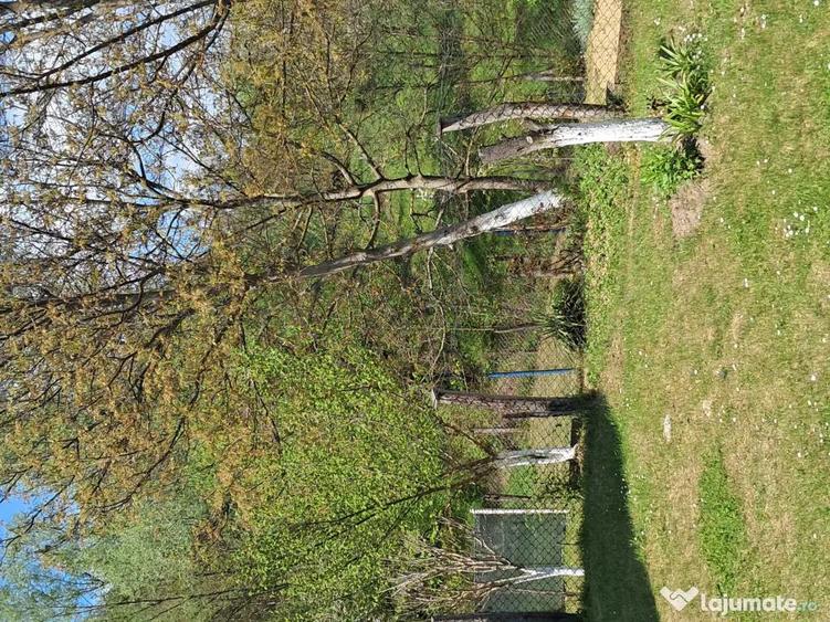 Teren de 10000 mp, în Tomșani