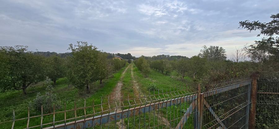Teren agricol extravilan de 18000 mp, în Boțârlău